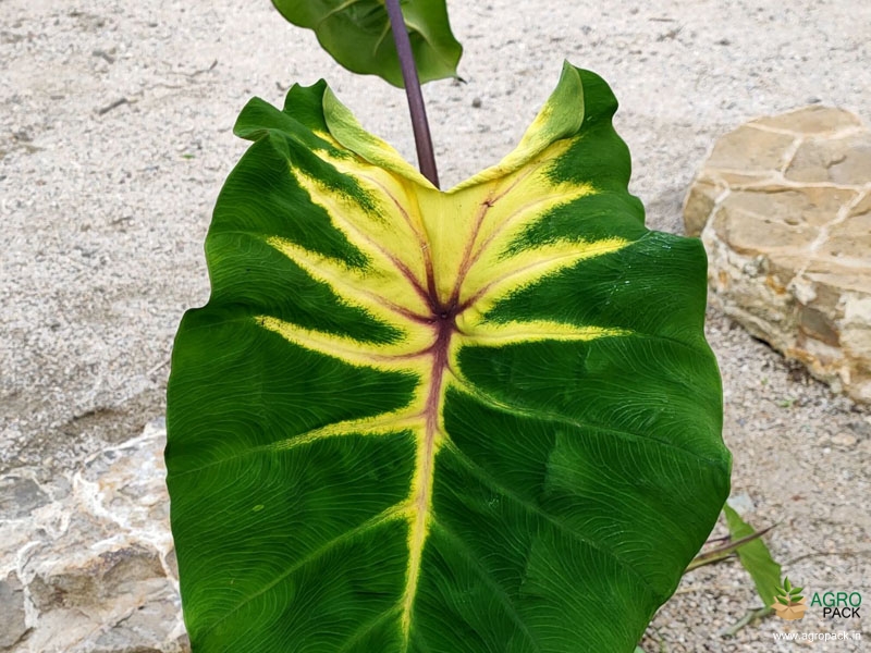 Colocasia-Queen-of-Phoenix3