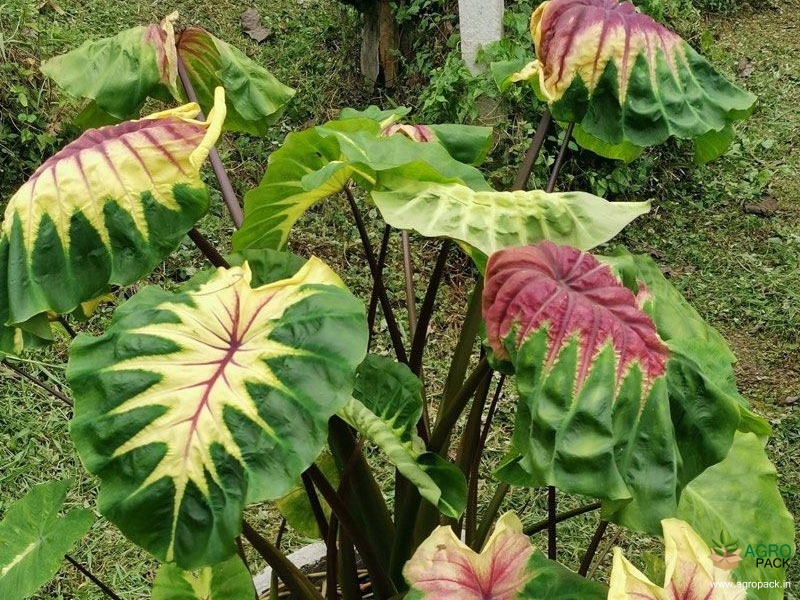 Colocasia-Queen-of-Phoenix4