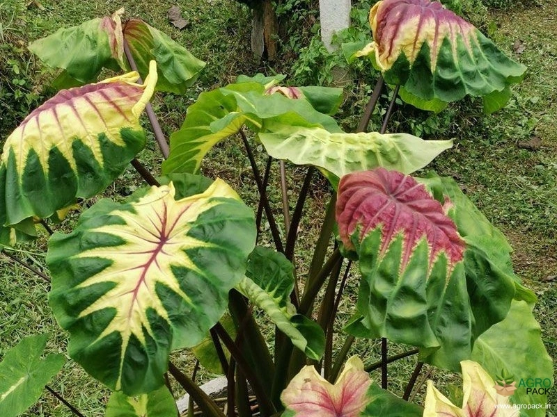 Colocasia-Queen-of-Phoenix4
