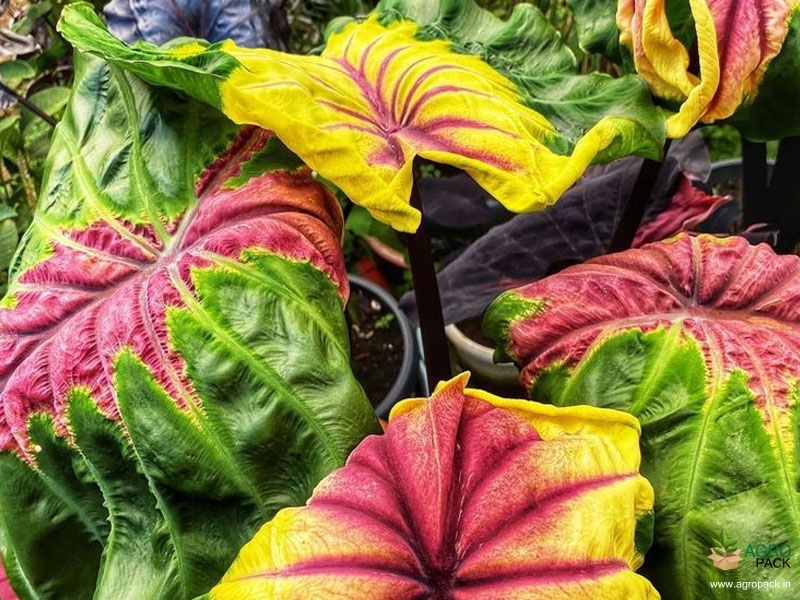 Colocasia-Queen-of-Phoenix5