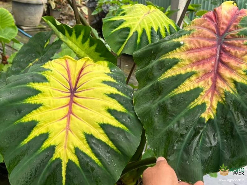 Colocasia-Queen-of-Phoenix6