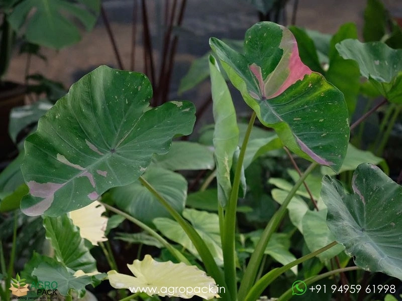 Colocasia-Siam-Ruby3