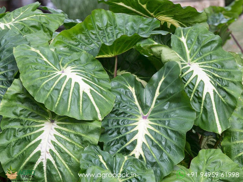 Colocasia-White-Lava1