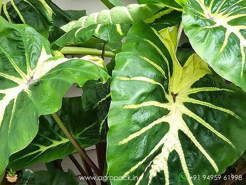 Colocasia-White-Lava2