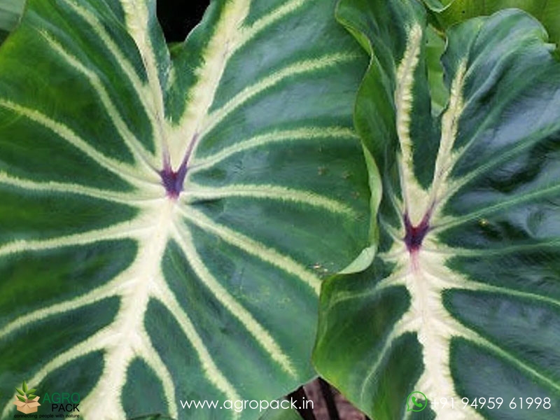 Colocasia-White-Lava4