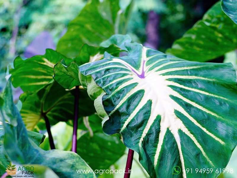 Colocasia-White-Lava5