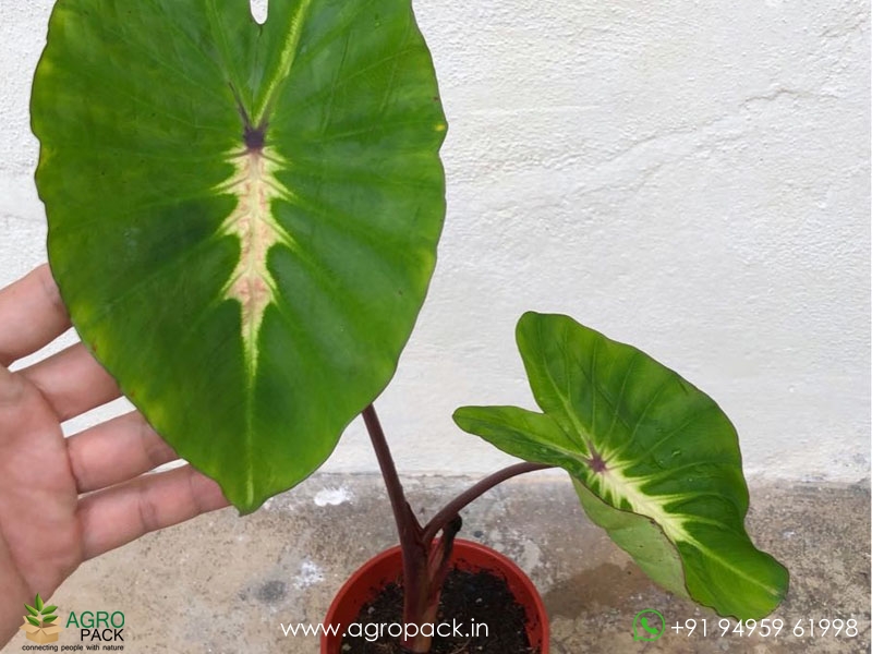 Colocasia-White-Lava6