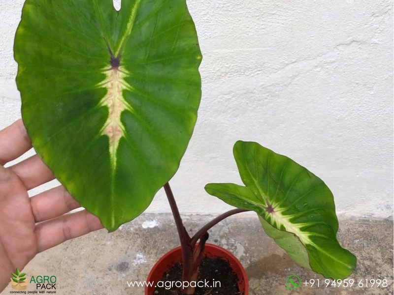 Colocasia-White-Lava6