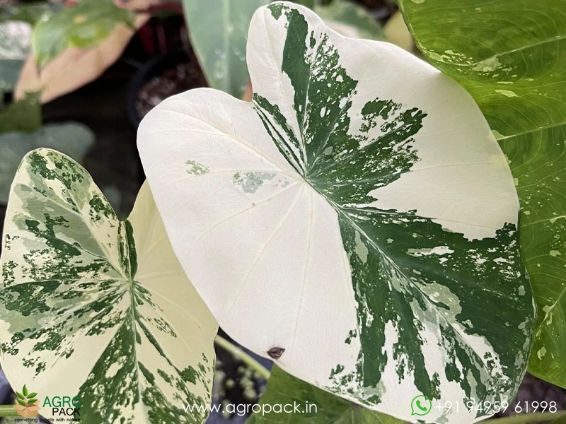 Colocasia-White-Tiger1