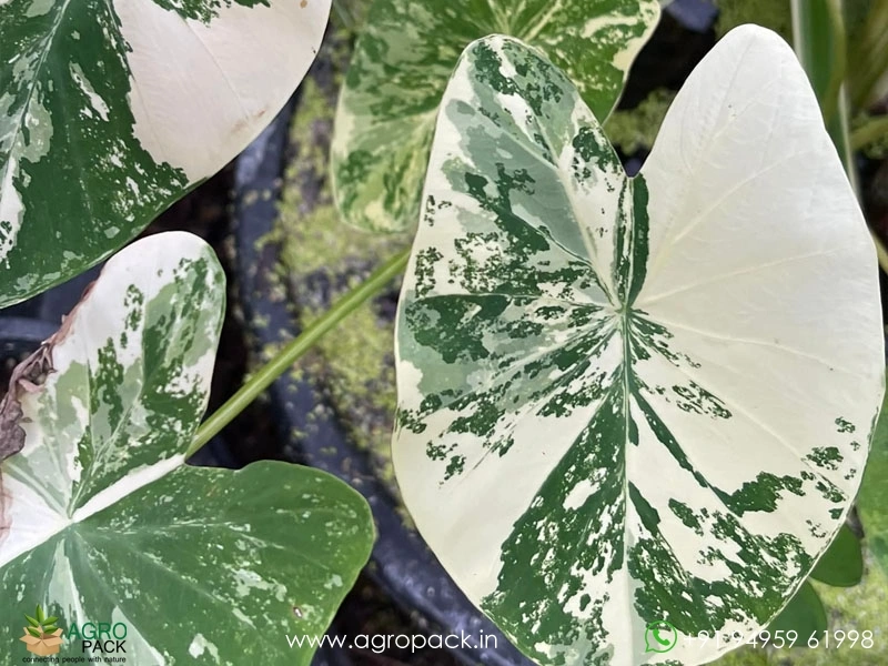 Colocasia-White-Tiger2