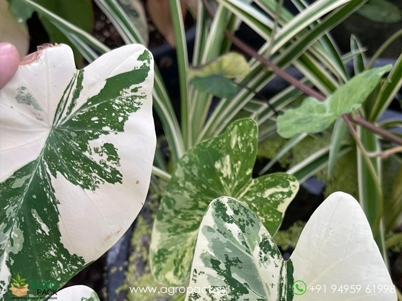 Colocasia-White-Tiger3
