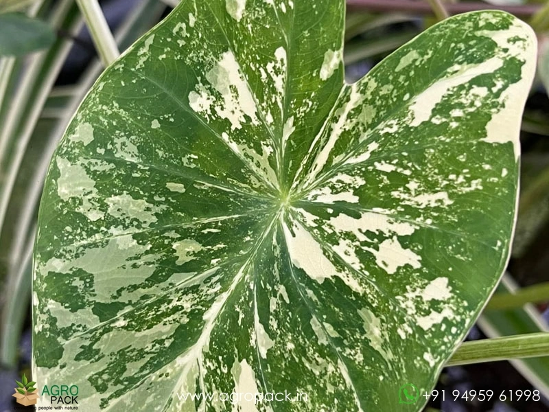 Colocasia-White-Tiger4