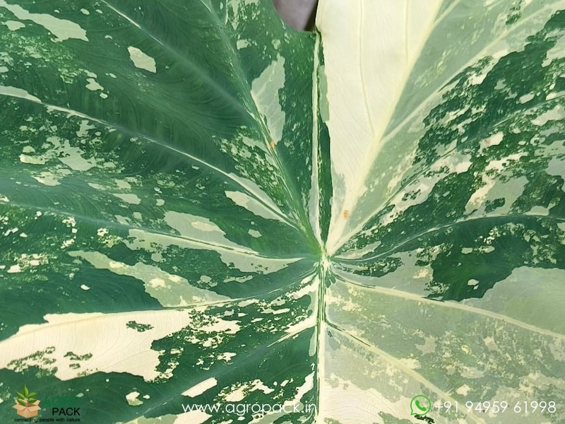 Colocasia-White-Tiger6