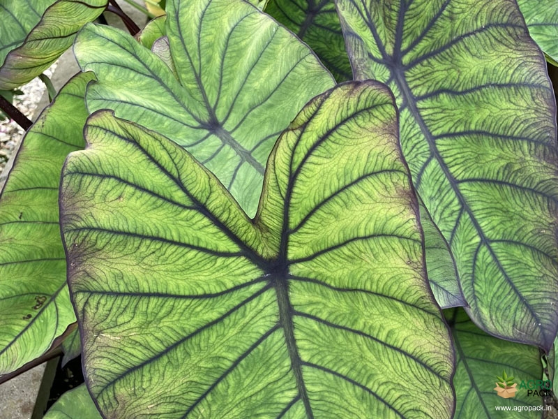 Colocasia-esculenta-Blue-Hawai2