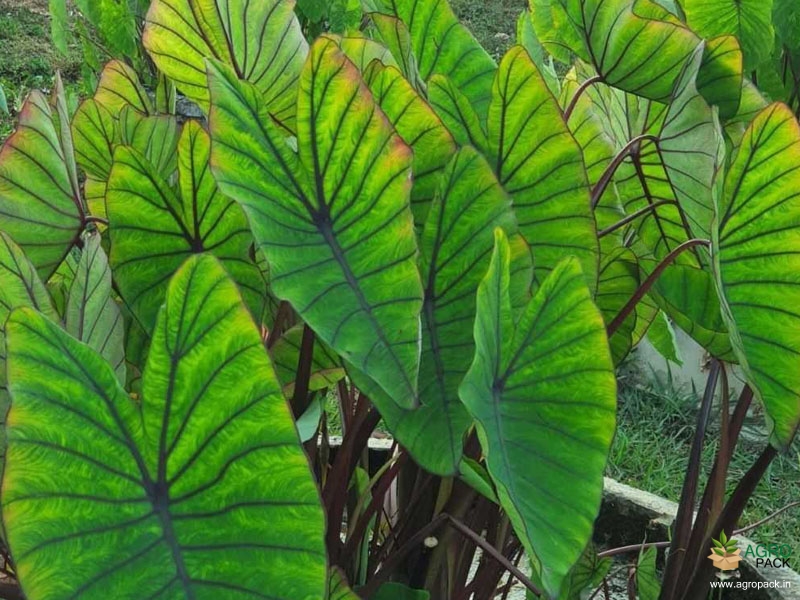 Colocasia-esculenta-Blue-Hawai3