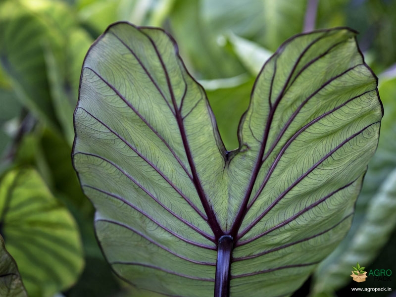 Colocasia-esculenta-Blue-Hawai4