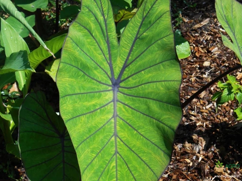 Colocasia-esculenta-Blue-Hawai5