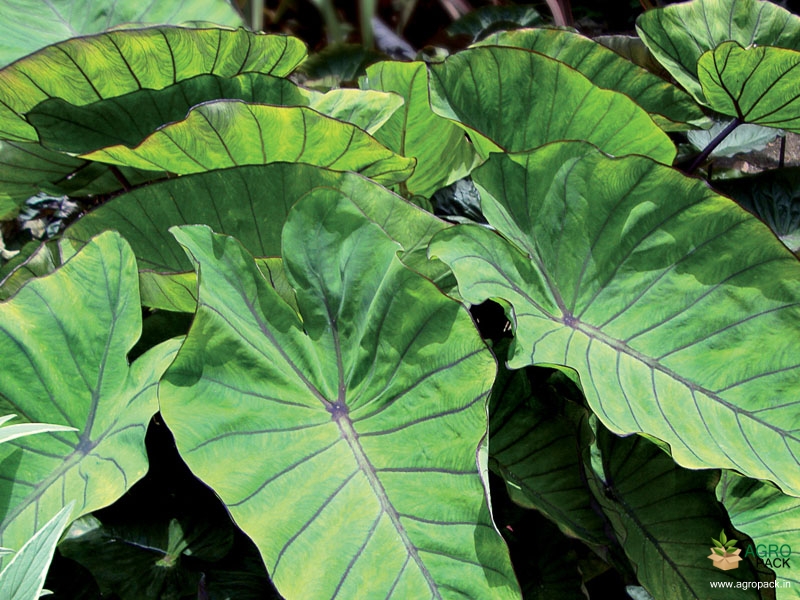 Colocasia-esculenta-Blue-Hawai6