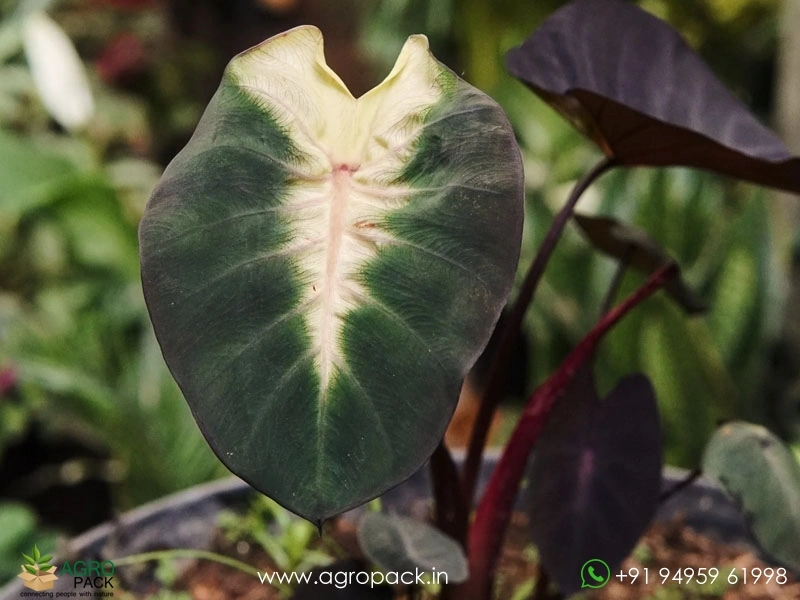 Colocasia-esculenta-Tropical-Storm5