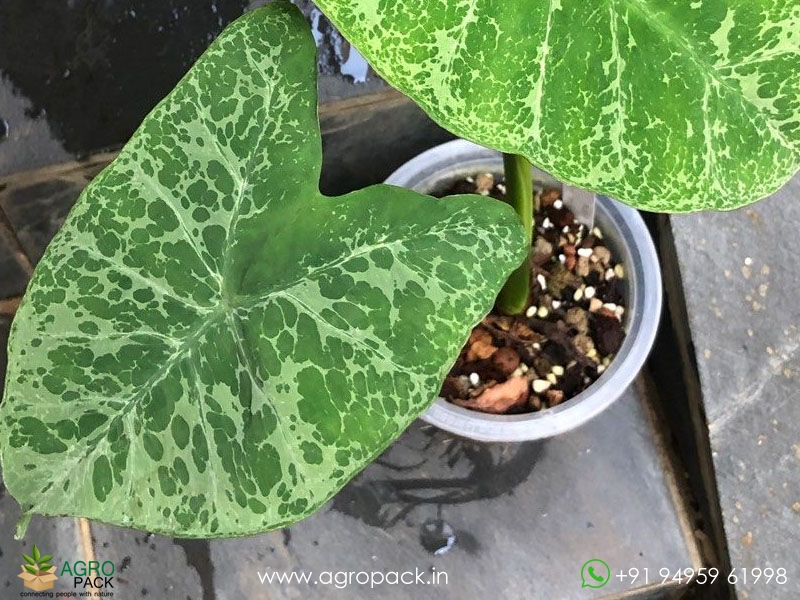Colocasia-leopard5
