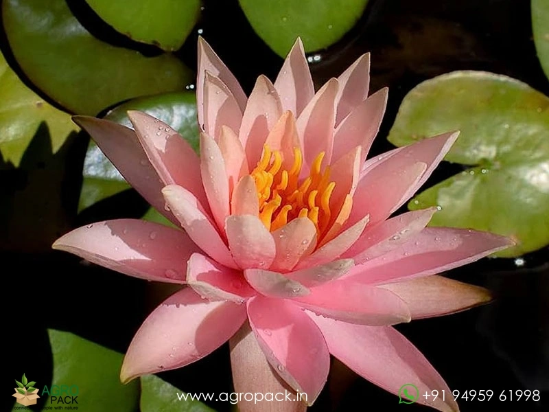 Colorado-Hardy-Waterlily1