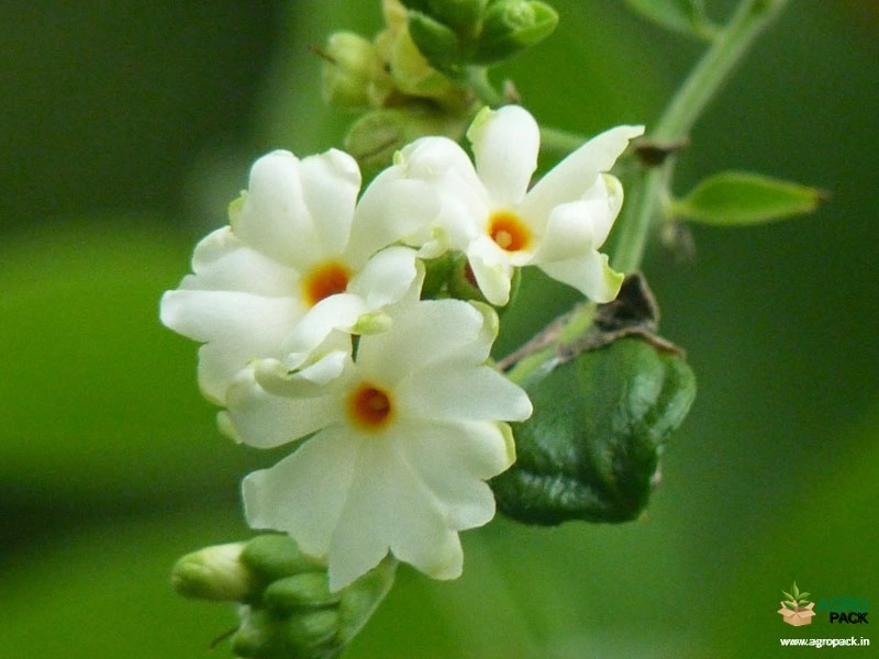 Coral-Jasmine2