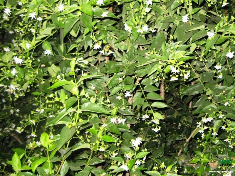 Coral-Jasmine3