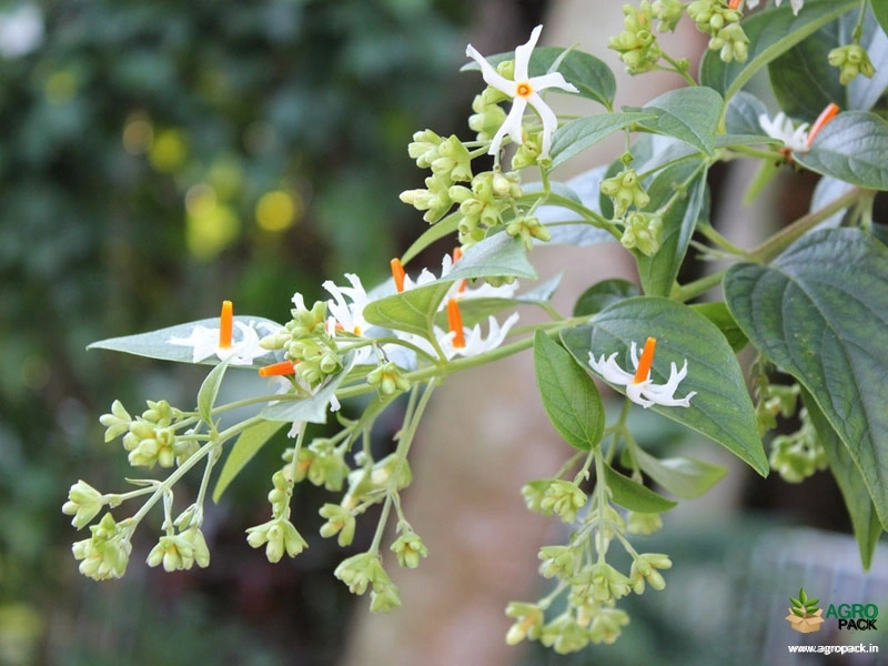 Coral-Jasmine5