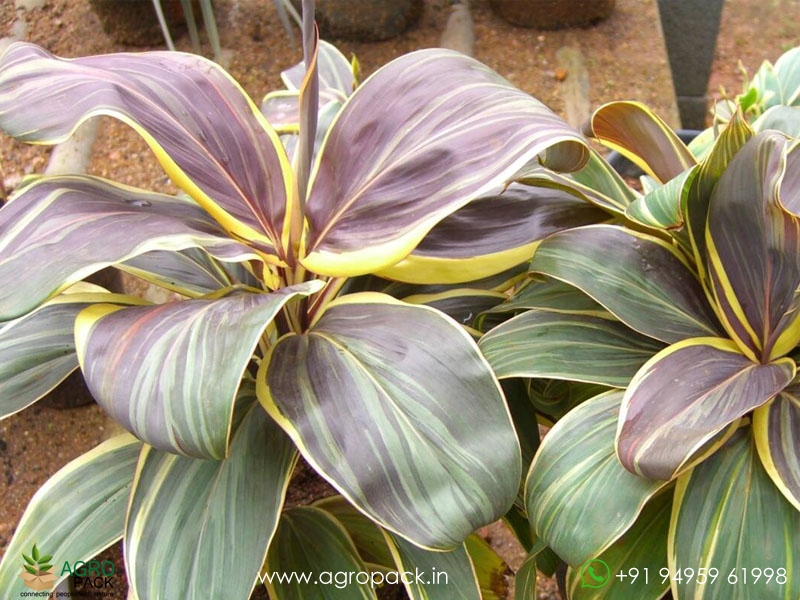 Cordyline-Chocolate-Queen1
