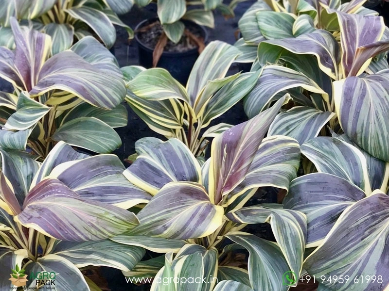 Cordyline-Chocolate-Queen2