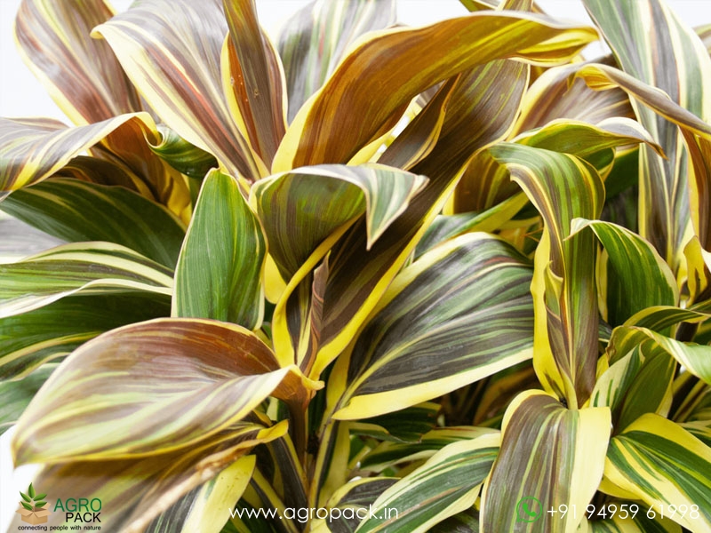 Cordyline-Chocolate-Queen3