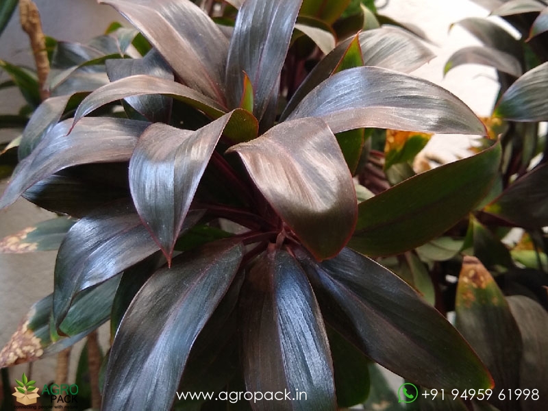 Cordyline-Purple-Compacta1