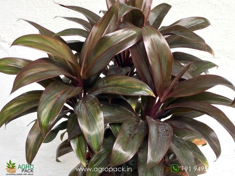 Cordyline-Purple-Compacta2