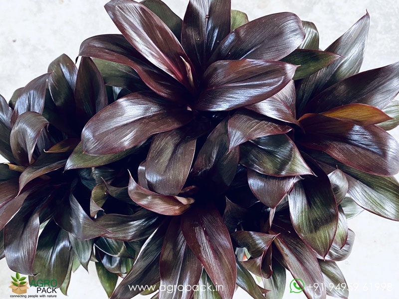 Cordyline-Purple-Compacta3