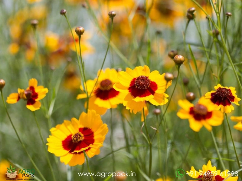 Coreopsis-Tinctoria1
