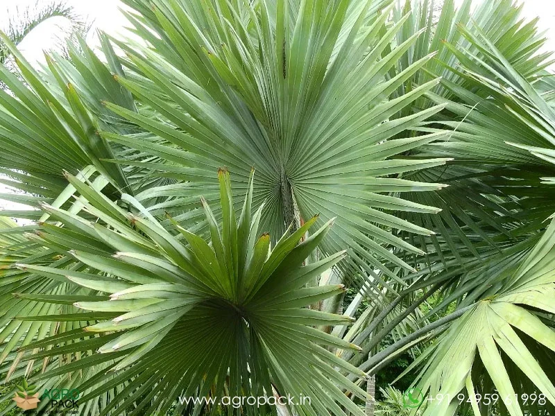 Corypha-Umbraculifera-Talipot-Palm1