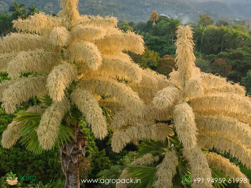 Corypha-Umbraculifera-Talipot-Palm2