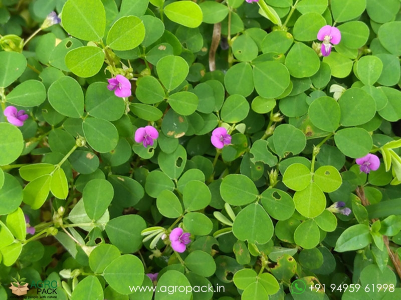 Creeping-Tick-Trefoil1