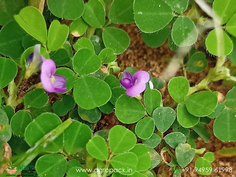 Creeping-Tick-Trefoil2