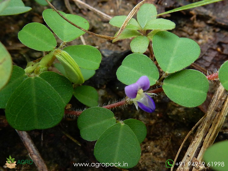 Creeping-Tick-Trefoil3