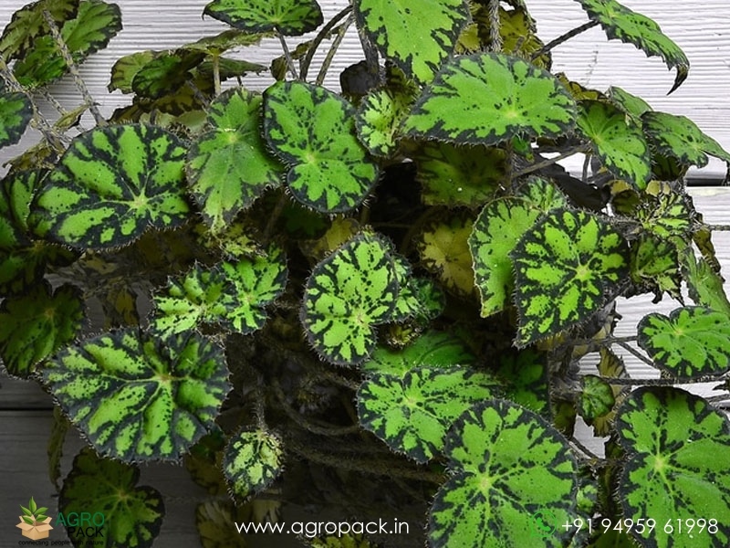 Crinkle-Leaf-Begonia1