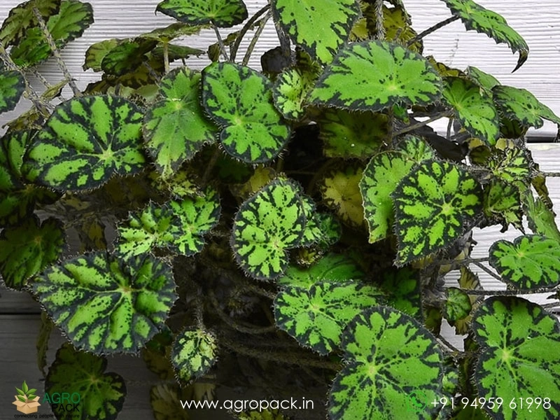 Crinkle-Leaf-Begonia1
