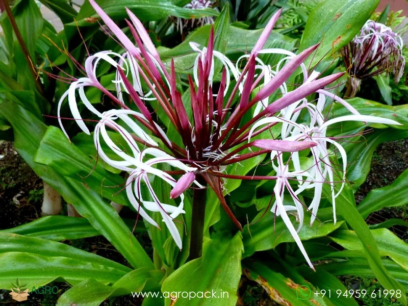 Crinum-asiaticum-giant-pink-spider-lily1