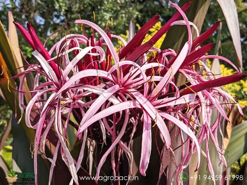 Crinum-asiaticum-giant-pink-spider-lily2