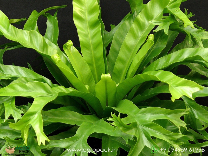 Crissie-Fern1