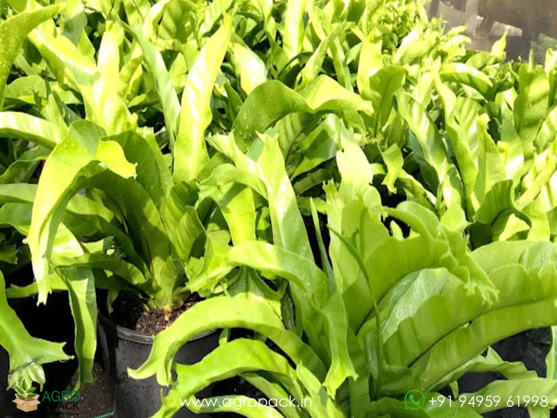 Crissie-Fern3