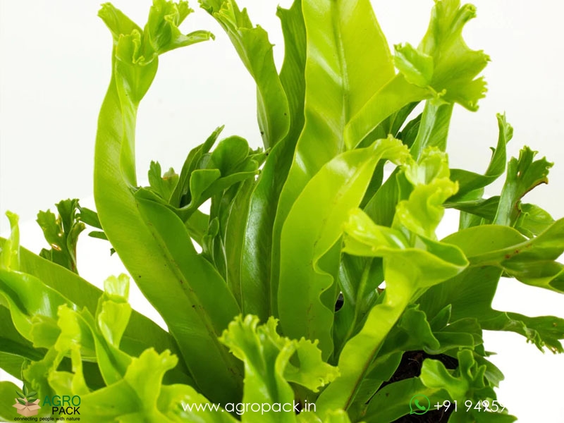Crissie-Fern4