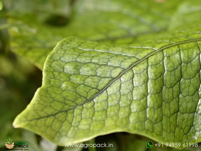 Crocodile-Fern2