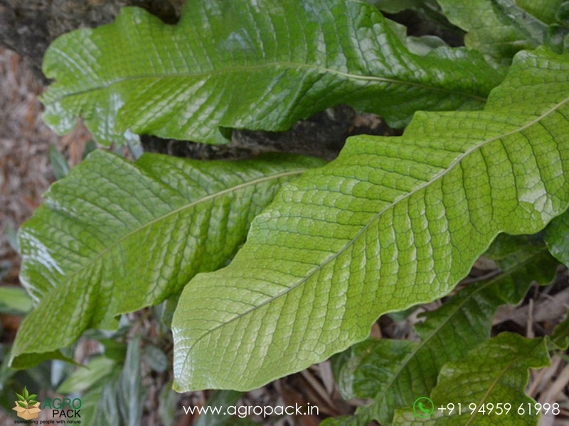 Crocodile-Fern4