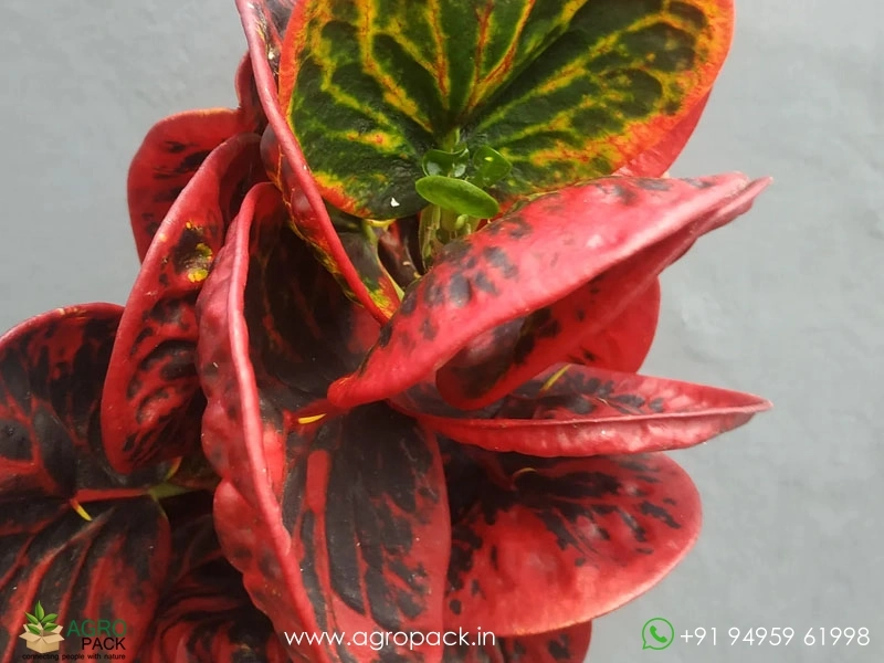 Croton-Red-Apple1
